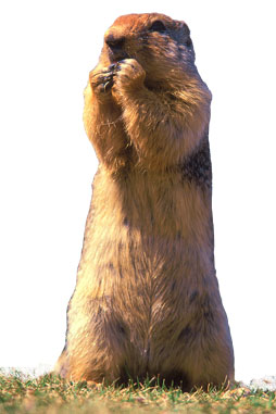 Ralphie The Gopher