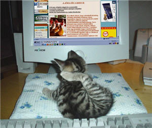 Computer-cat